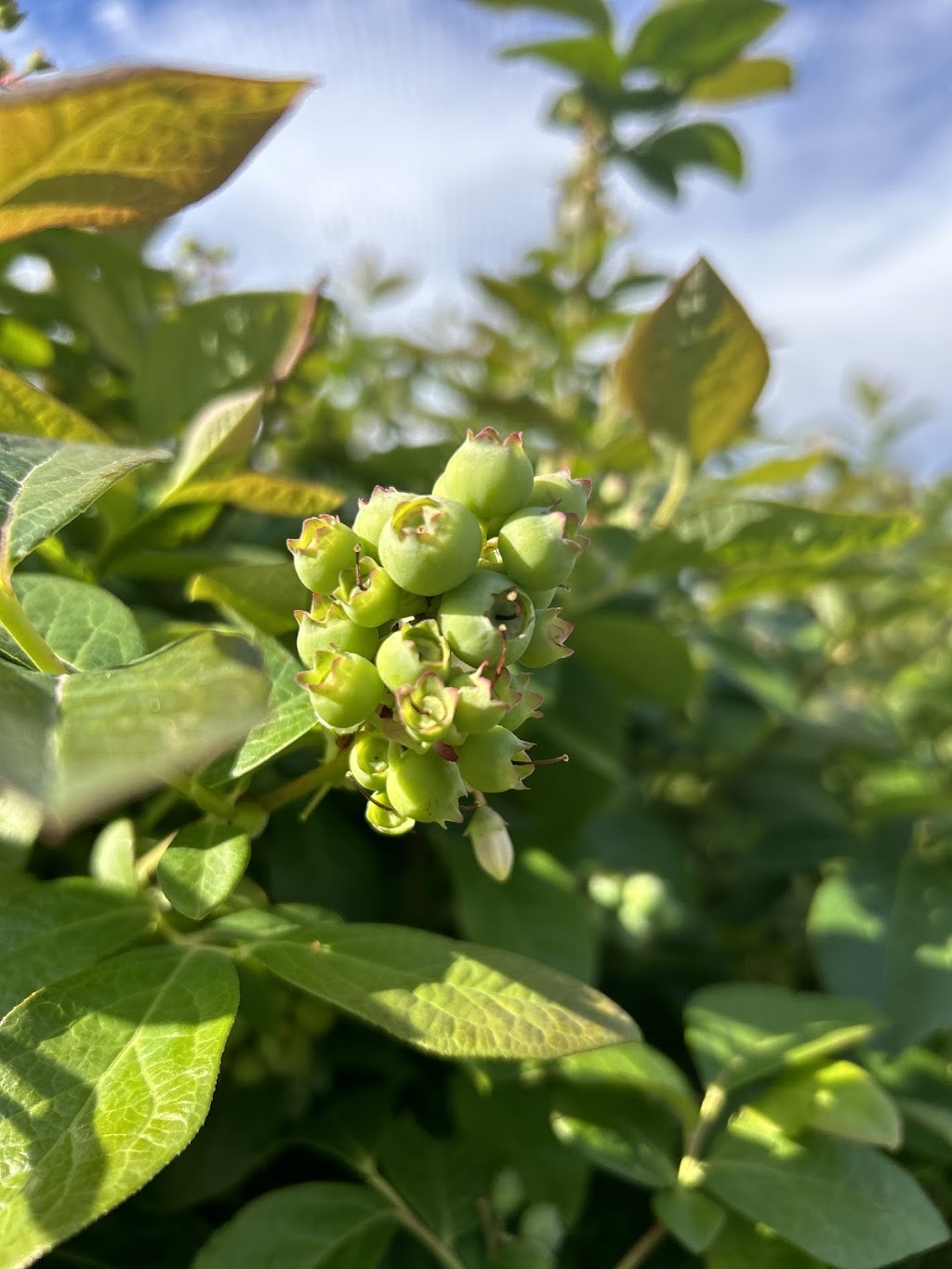 Cedarwood Blueberries | 371 Nierinna Rd, Margate TAS 7054, Australia | Phone: 0488 013 293