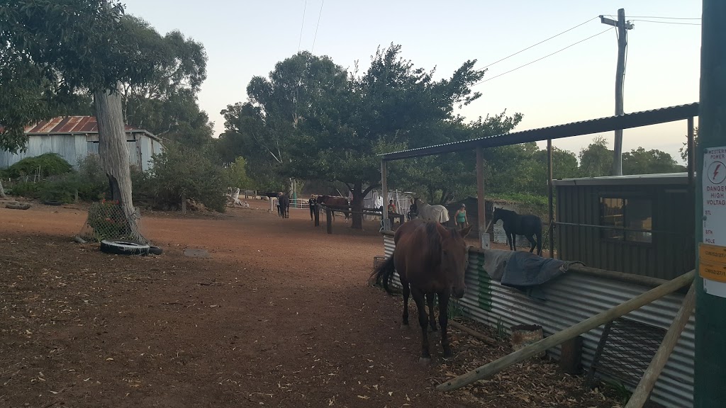 Langford Hill Riding Farm | 136 Elliott St, Waroona WA 6215, Australia | Phone: 0417 911 491