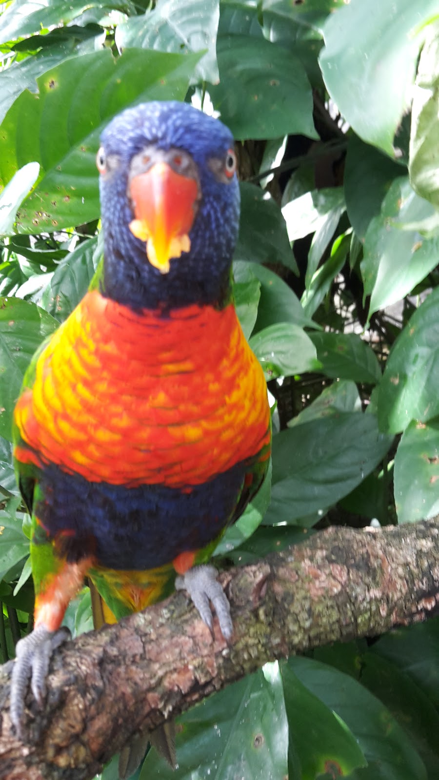 Birdworld Kuranda | park | 8 Rob Veivers Dr, Kuranda QLD 4881, Australia | 0740939188 OR +61 7 4093 9188