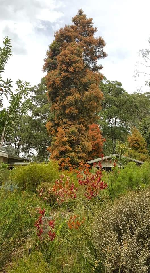 Karwarra Australian Plant Garden and Nursery | park | Kalorama Memorial Reserve 1190-, 1192 Mount Dandenong Tourist Rd, Kalorama VIC 3766, Australia | 0397284256 OR +61 3 9728 4256