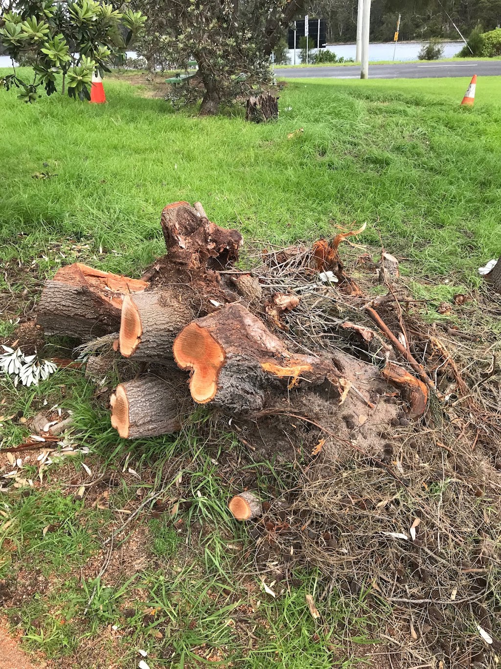 Bermagui stump grinding | 66 Wallaga Lake Rd, Bermagui NSW 2546, Australia | Phone: 0437 546 801