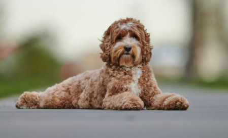 Chloes Labradoodles |  | 15 Olde Dr, Gulfview Heights SA 5096, Australia | 0448647880 OR +61 448 647 880