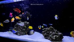 Fish World Aquarium | aquarium | 164 Cheltenham Rd, Dandenong VIC 3175, Australia | 0397940263 OR +61 3 9794 0263