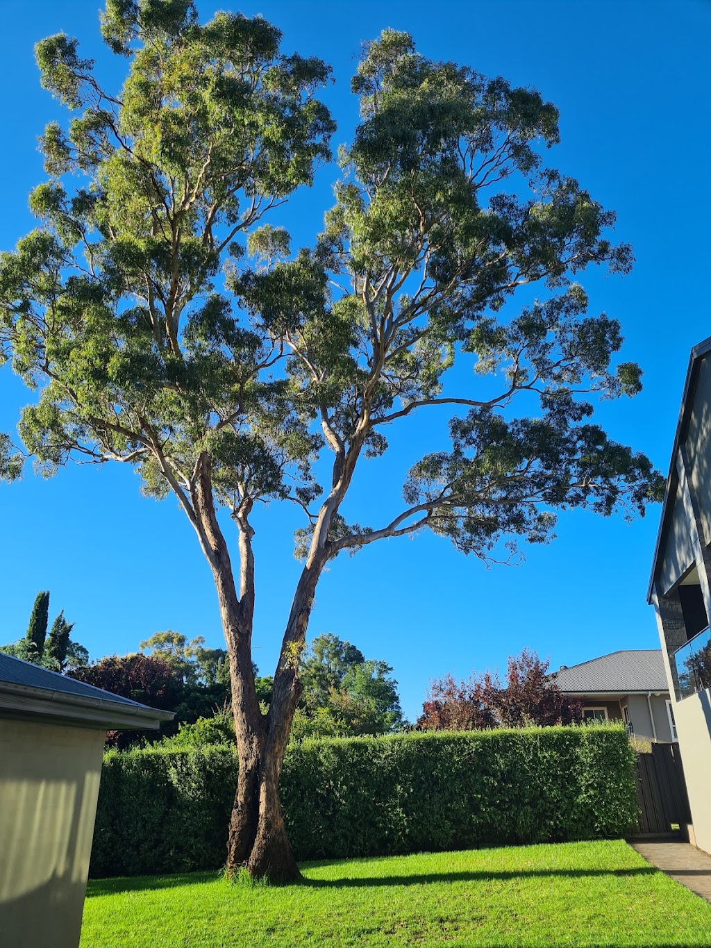 Climate tree services | 39a Chettle Ln, Gundary NSW 2580, Australia | Phone: 0422 592 236