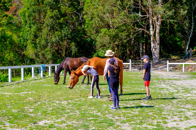 Equine Assisted Therapy Australia Pty Ltd RTO no 41482 |  | 309 Petsch Creek Rd, Tallebudgera Valley QLD 4228, Australia | 0404787162 OR +61 404 787 162
