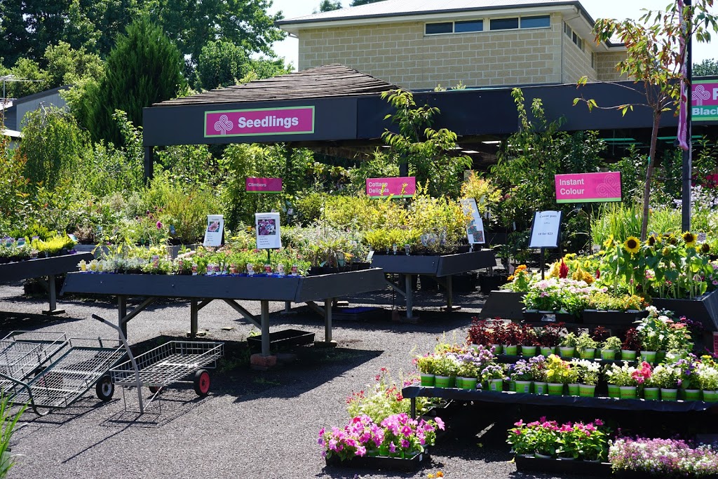 Blackspur Plant Nursery | florist | 349/351 Maroondah Hwy, Healesville VIC 3777, Australia | 0359624746 OR +61 3 5962 4746