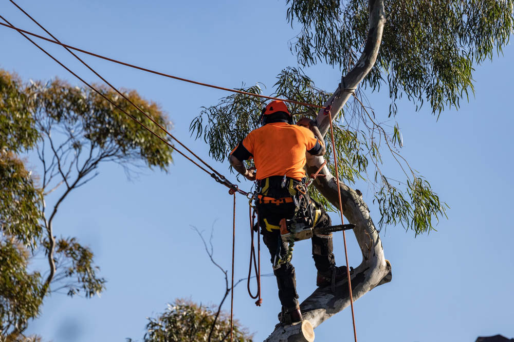 Elite Tree Care SEQ | 7 Mary St, Woodford QLD 4514, Australia | Phone: 0427 140 886