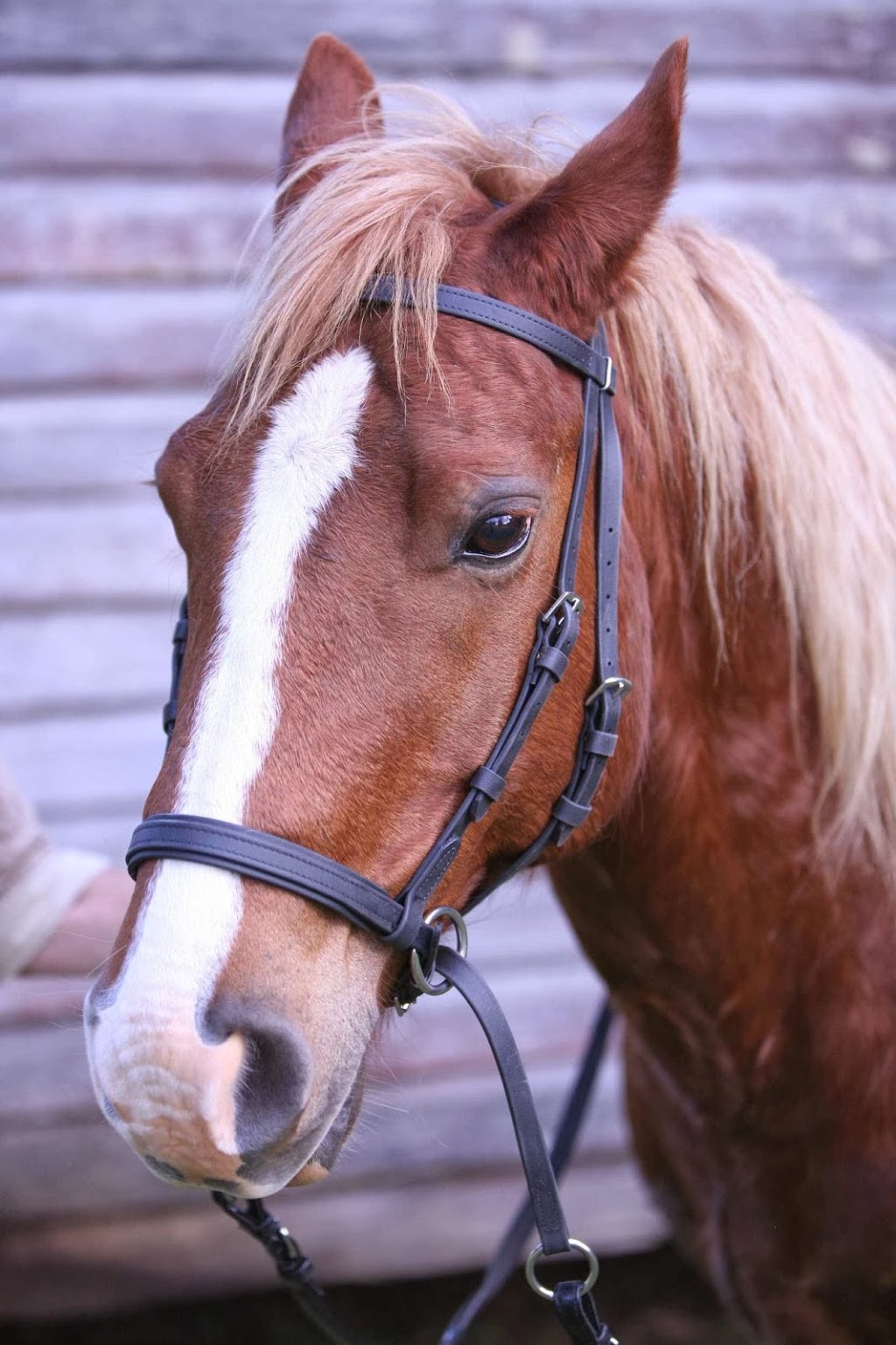 Happy Horses Bitless | travel agency | 163 Bangalow Rd, Howards Grass NSW 2480, Australia | 0401249263 OR +61 401 249 263