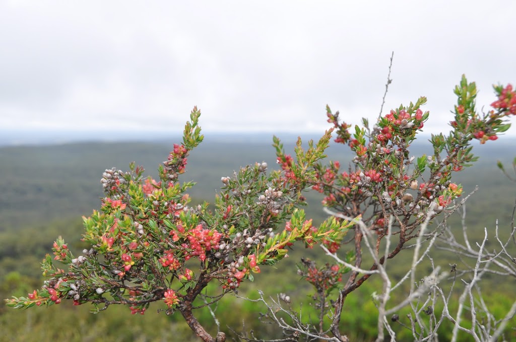 National Park office | campground | 10 Miles St, Tenterfield NSW 2372, Australia | 0267364298 OR +61 2 6736 4298