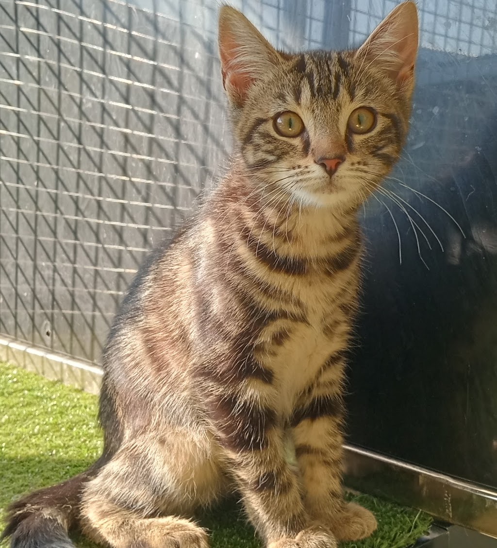 Blacktown Animal Rehoming Centre (BARC) | 20 Owen St, Glendenning NSW 2761, Australia | Phone: (02) 5300 6000