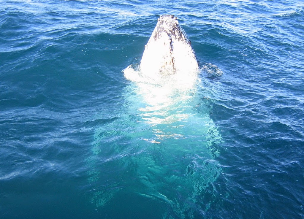 Boat Club Whale Watch | Hervey Bay Boat Club, Buccaneer Dr, Urangan QLD 4655, Australia | Phone: (07) 4128 9643
