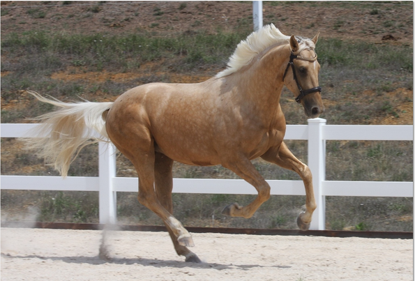 GrandView Sport Horses | 65 Landale Rd, Tooradin VIC 3980, Australia | Phone: 0420 903 789