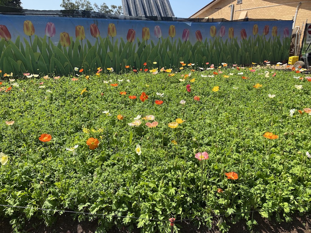 Red Earth Bulbs | 55 Spring Rd, Silvan VIC 3795, Australia | Phone: (03) 9737 9790