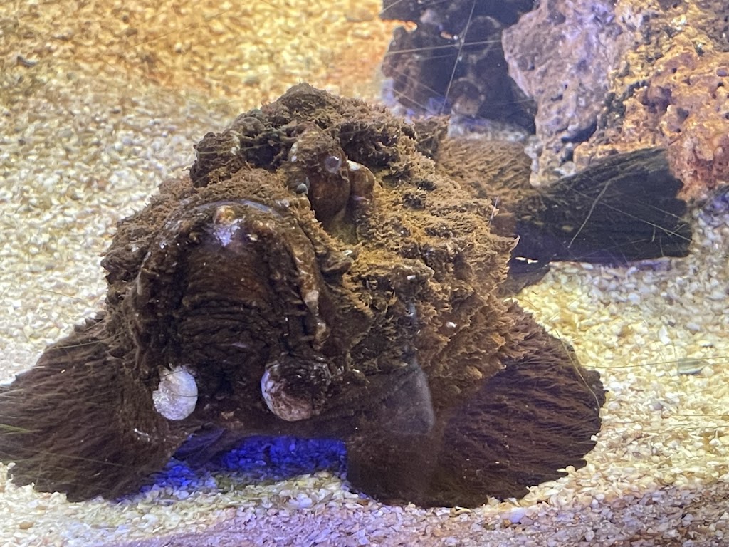 Ocean Park Aquarium | 1 Ocean Park Rd, Shark Bay WA 6537, Australia | Phone: (08) 9948 1765