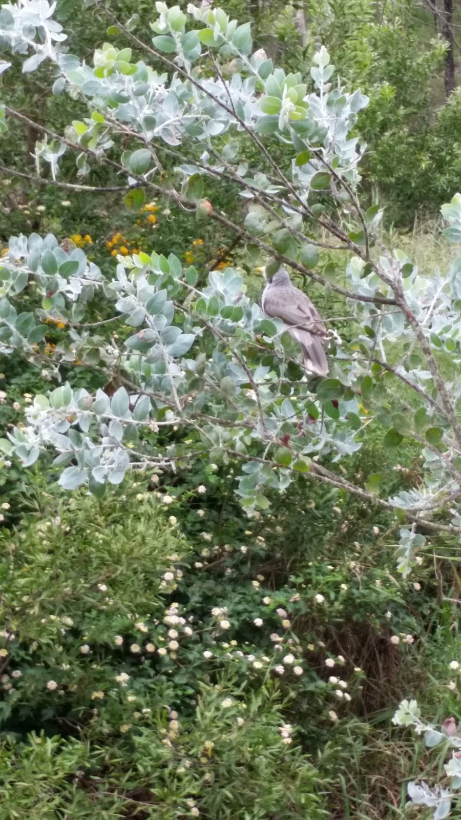 Crows Nest Tourist Park | Victor St, Crows Nest QLD 4355, Australia