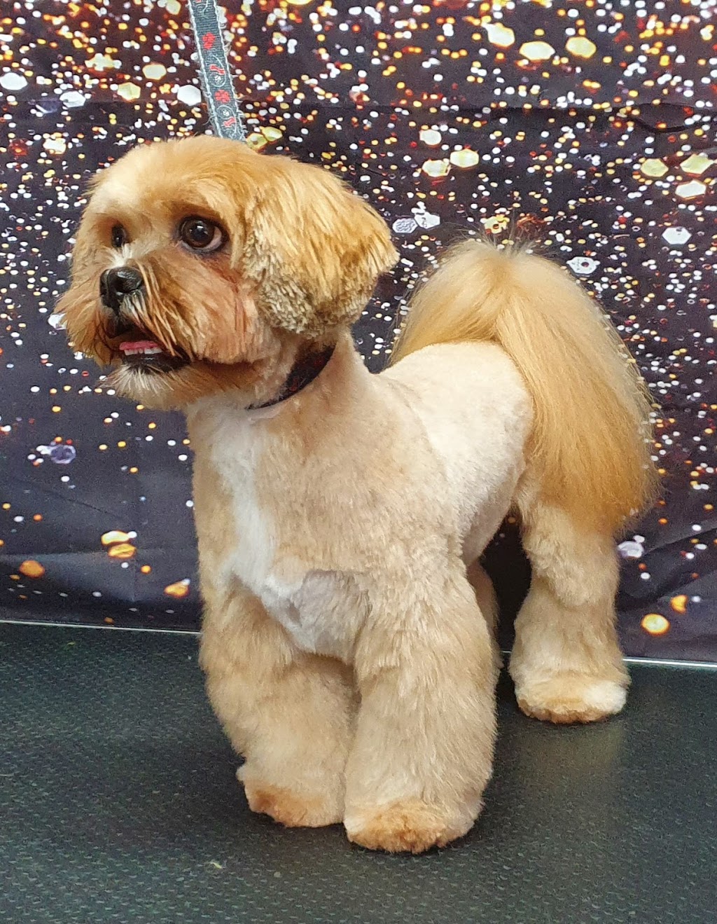 Rysup Dog Grooming | 10 Campbell St, Ellalong NSW 2325, Australia | Phone: 0425 807 519