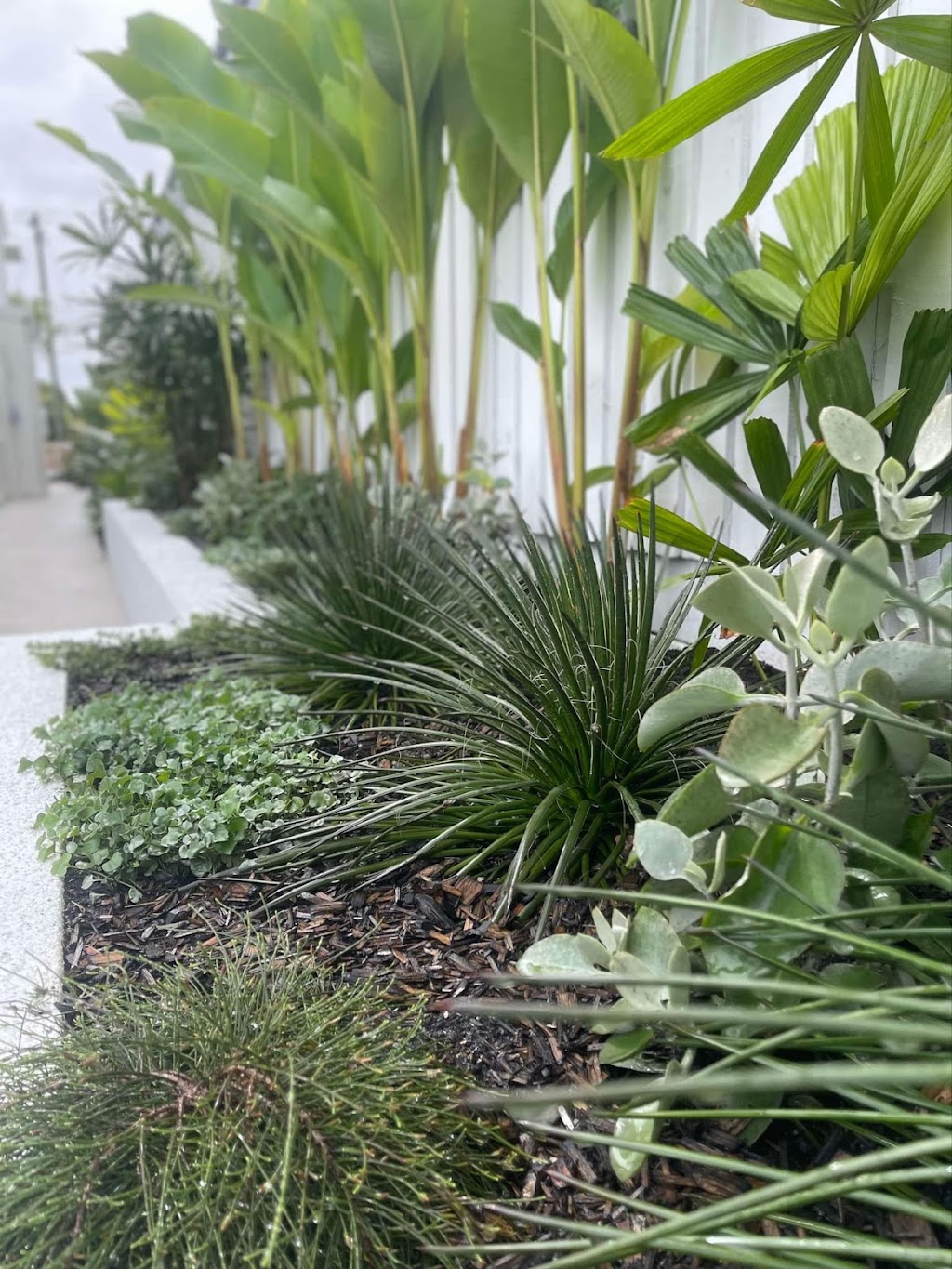 Local Botanist | 10 Haslewood Ct, Mermaid Waters QLD 4218, Australia | Phone: 0422 597 822