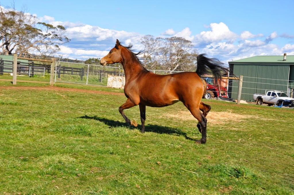 South Serenity Arabians | 285 Gehreys Ln, Kilmore VIC 3764, Australia | Phone: 0418 360 636