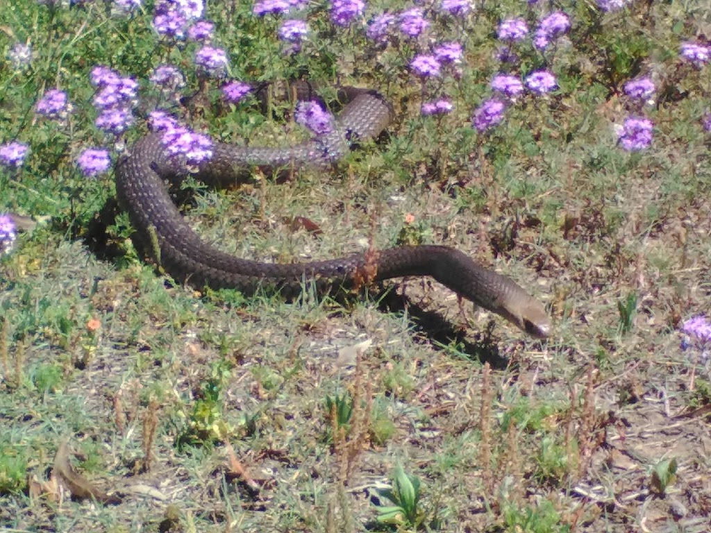 SnakeOut Snake Catchers Brisbane | 14 Ranger St, Kenmore QLD 4069, Australia | Phone: 0456 880 903