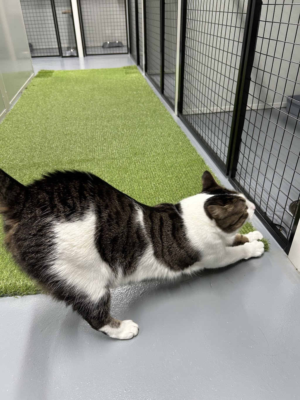 Cardinia Cattery | 200 Bladens Rd, Koo Wee Rup VIC 3981, Australia | Phone: 0499 453 847