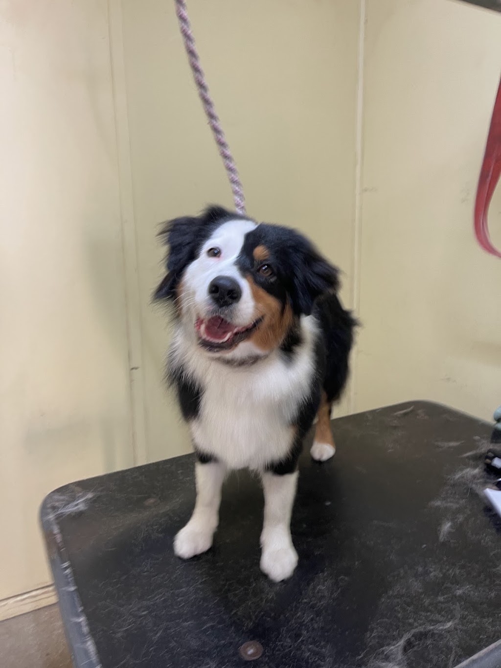 Top Dog Grooming & Wash | 185 Whitehorse Rd, Balwyn VIC 3103, Australia | Phone: 0492 975 442