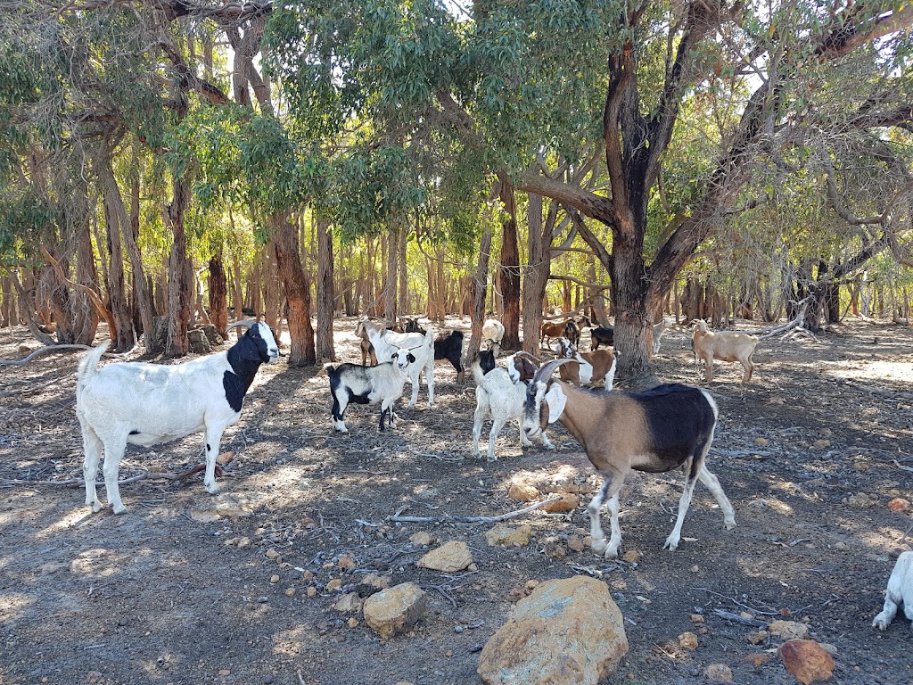 Happy Hooves Farm Sanctuary | 405 Clenton Rd, Gidgegannup WA 6083, Australia | Phone: 0439 976 921