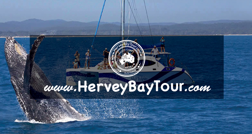 HerveyBayTour.com | travel agency | 414 Esplanade, Torquay QLD 4655, Australia | 0409555820 OR +61 409 555 820