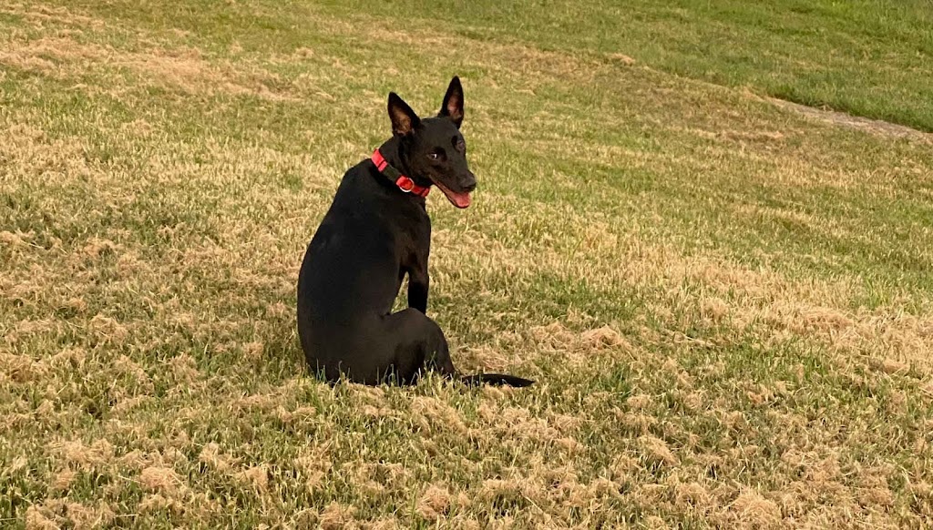 Seen and Herd Equine Assisted Therapy | 74 Hunts Rd, Kulnura NSW 2250, Australia | Phone: 0413 369 507