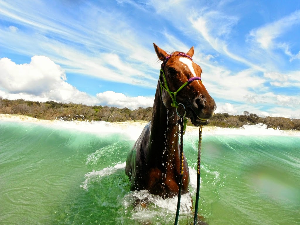 Rainbow Beach Horse Rides | 23 Clarkson Dr, Rainbow Beach QLD 4581, Australia | Phone: 0412 174 337