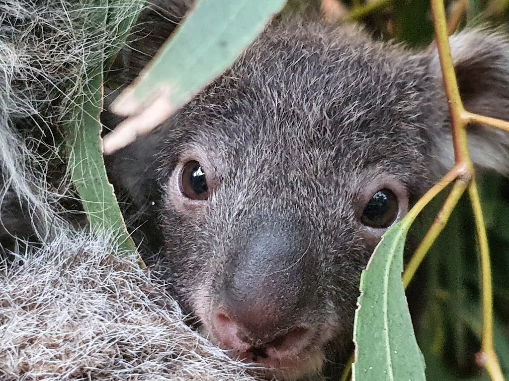 Koala Shelter | 540 Archies Track, Waterholes VIC 3875, Australia | Phone: 0447 470 905