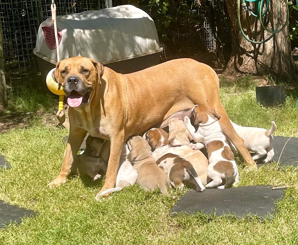 Gardiaan Boerboels | 18 Fletcher Rd, Lewiston SA 5501, Australia | Phone: 0438 776 914