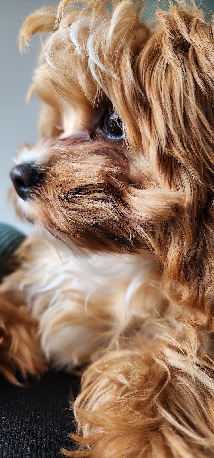 Rovers Run Puppies | 114-116 Smiths Ln, Pearcedale VIC 3912, Australia | Phone: 0493 135 429