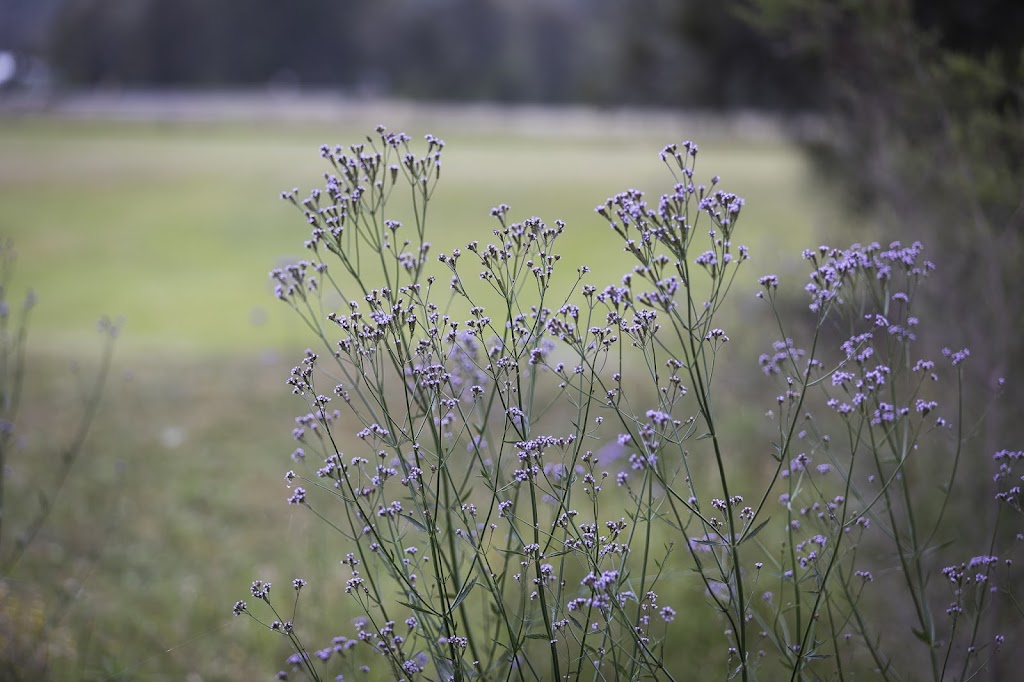 Long Acre Lovedale | 6 Lovedale Rd, Lovedale NSW 2325, Australia | Phone: 0433 688 449