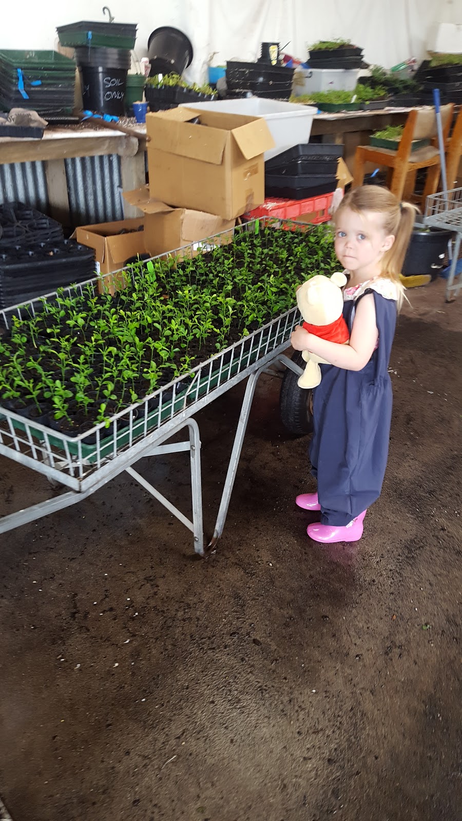 Townsends Plant Farm Wonthaggi | 315 W Area Rd, Wonthaggi VIC 3995, Australia | Phone: (03) 5672 1982