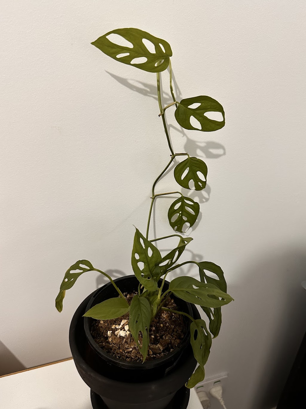 AkSh Plants | 1 Custard Way, Manor Lakes VIC 3024, Australia | Phone: 0414 410 227