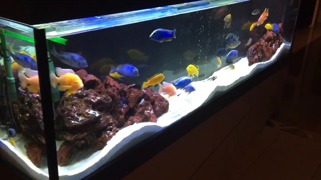 Affordable Aquarium and Pond Services | aquarium | Manly West QLD 4179, Australia | 0431633345 OR +61 431 633 345