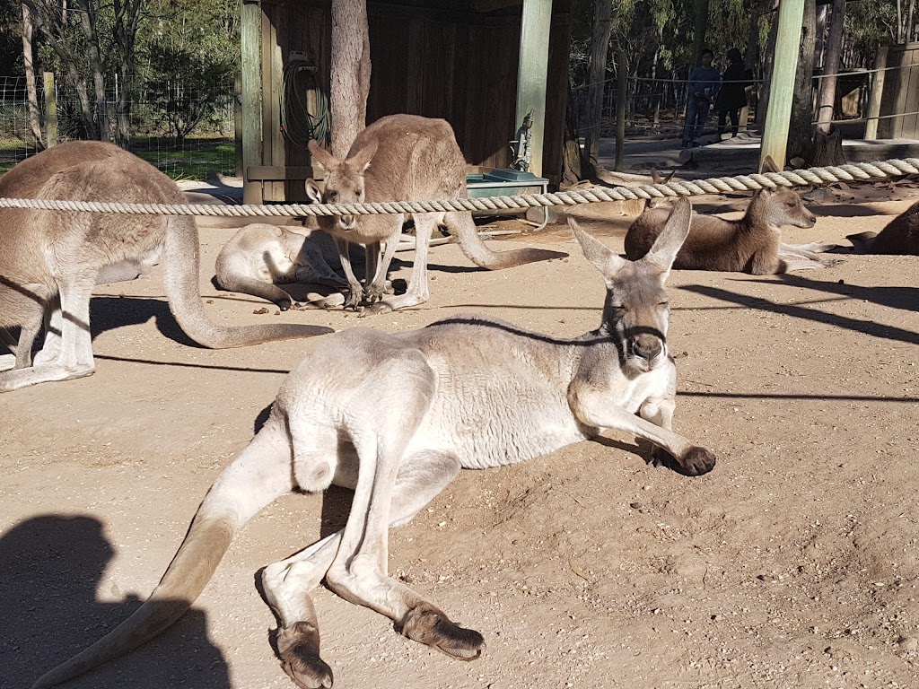 Paradise Country | zoo | Production Drive, Oxenford QLD 4210, Australia | 133386 OR +61 133386