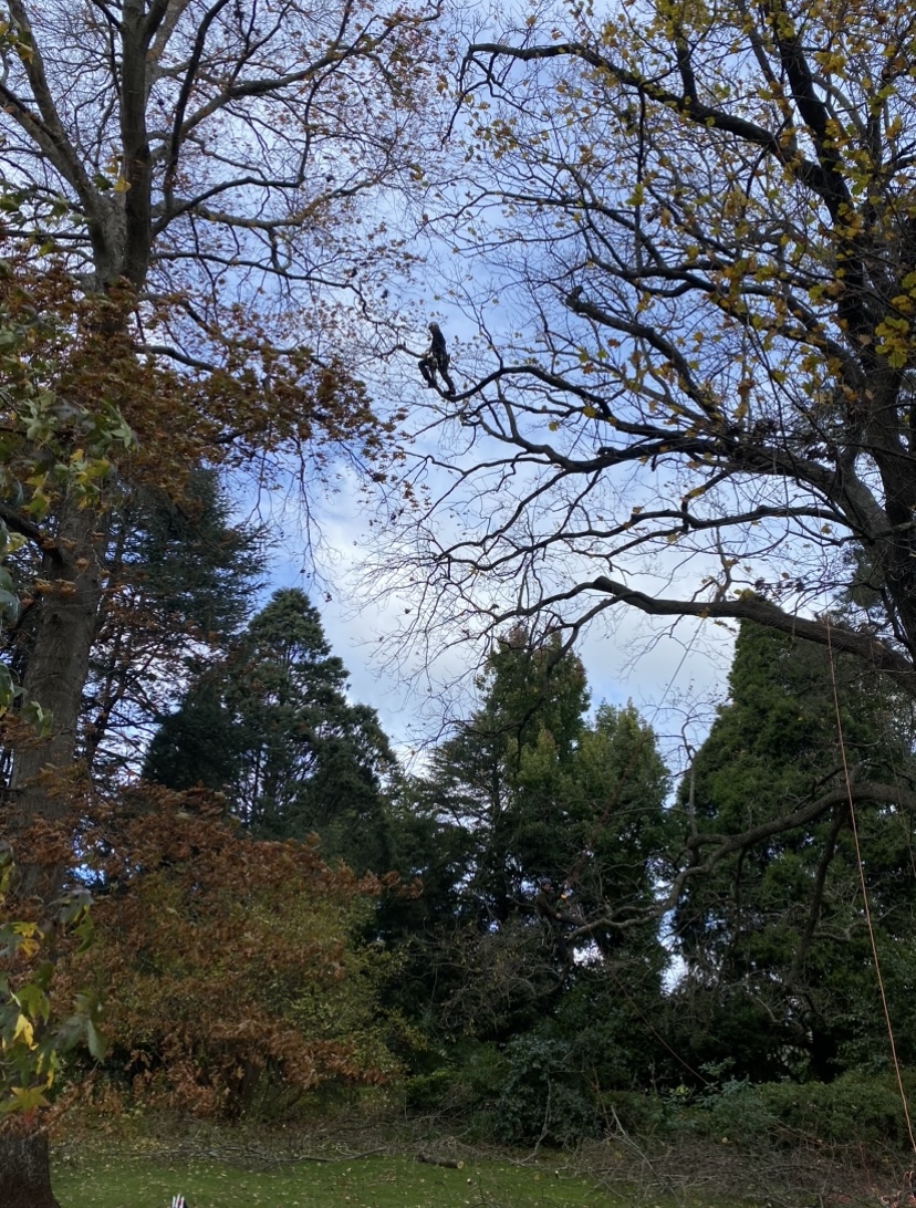 Escarpment Tree Care | 56 Lower Coast Rd, Stanwell Park NSW 2508, Australia | Phone: 0466 804 243