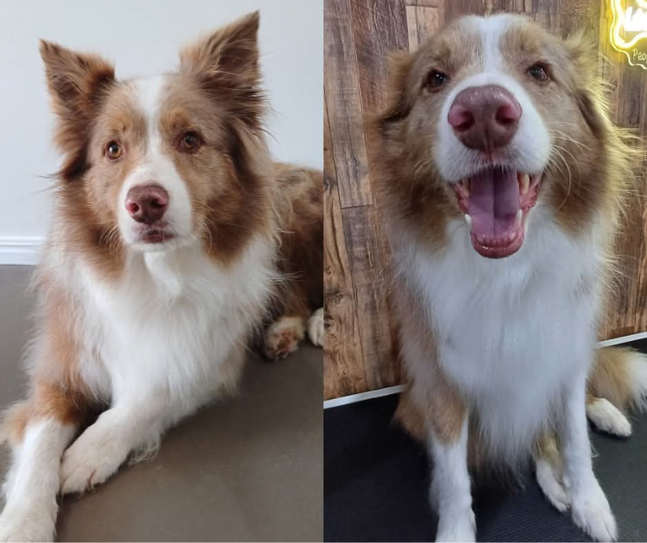 Big Dog Grooming | 169 Six Mile Creek Rd, Postmans Ridge QLD 4352, Australia | Phone: 0447 756 525