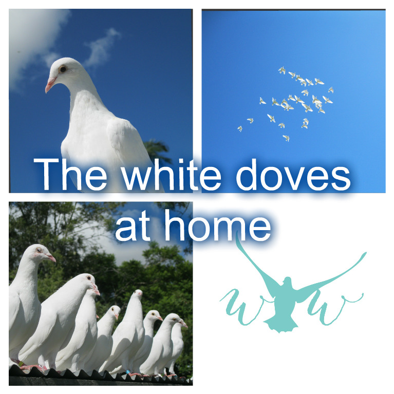White Wings Dove Services | 241 King St, Caboolture QLD 4510, Australia | Phone: 0405 623 953