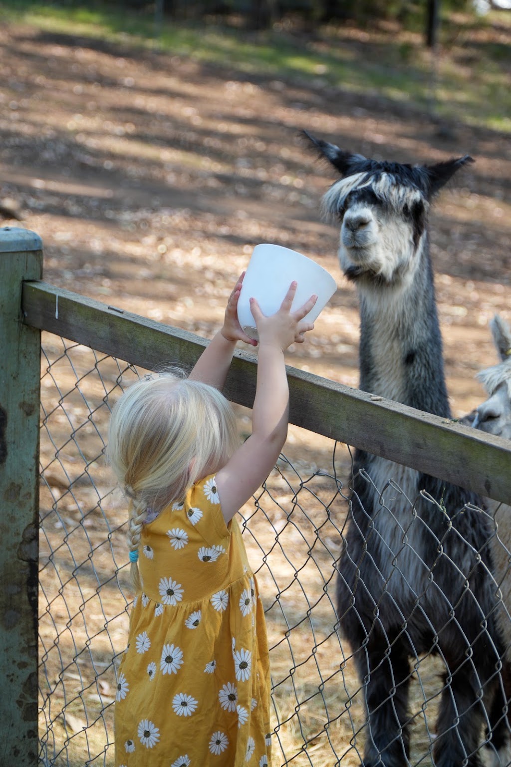 Long Neck Farm | 2006 Inverramsay Rd, Goomburra QLD 4362, Australia | Phone: 0437 726 494