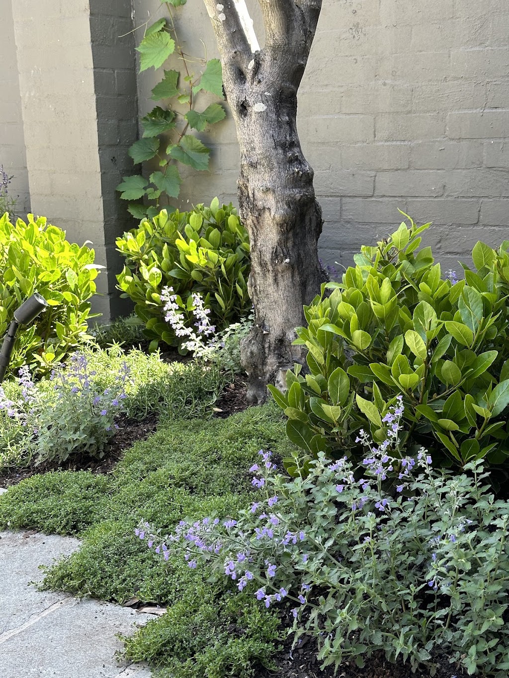 LUKE MARSHALL LANDSCAPE DESIGN | 41 Brunts Rd, Bullarto VIC 3141, Australia | Phone: 0426 299 487