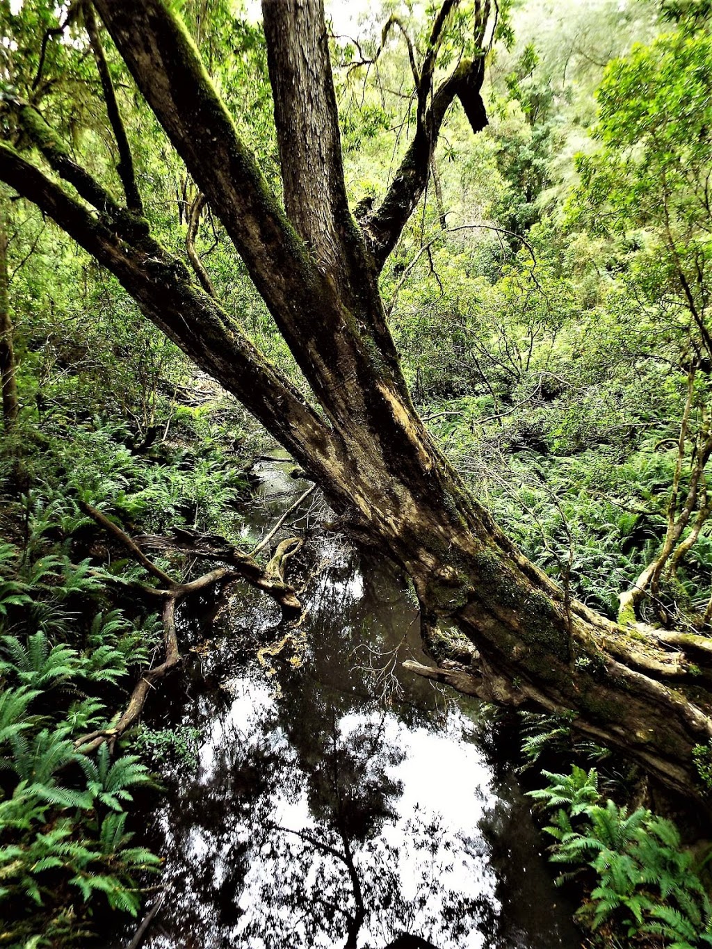 McKenzie River Rainforest Walk | tourist attraction | Club Terrace VIC 3889, Australia | 131963 OR +61 131963