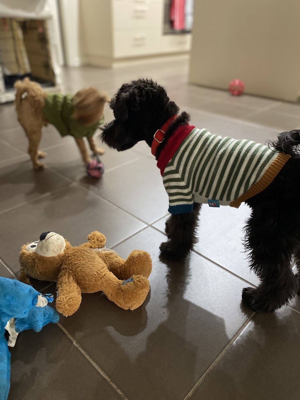 Oodles Of Fun Dog Boarding and Day Care | Mount Hutton NSW 2290, Australia | Phone: 0407 142 123