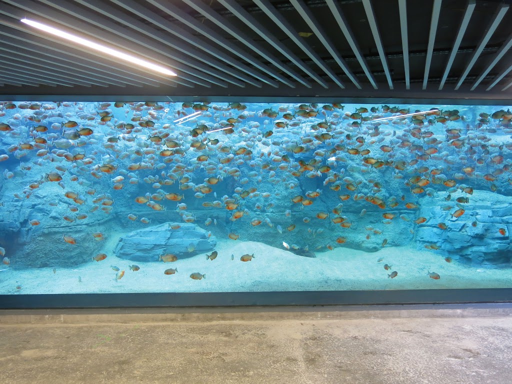 Advanced Aquarium Technologies | aquarium | 14 Kerryl St, Kunda Park QLD 4556, Australia | 0754765300 OR +61 7 5476 5300