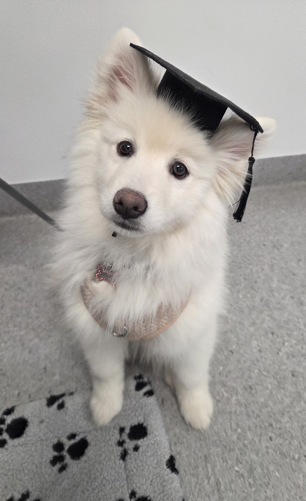 Wisdom for Wags Dog Training | 335 Princes Hwy, Bomaderry NSW 2541, Australia | Phone: 0410 498 290