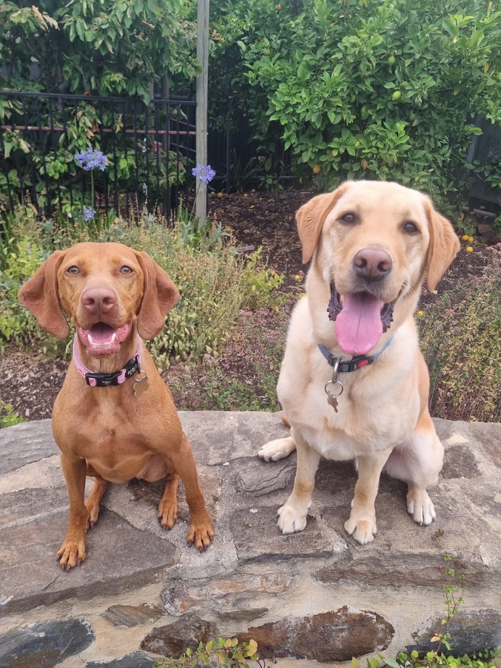 EpicDog Training and Adventures | 89 Strachans Rd, Springton SA 5235, Australia | Phone: 0422 746 068