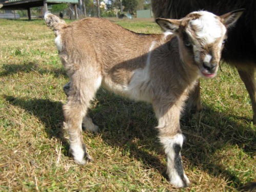 Saffron Hill Miniature Goats |  | 33 Rianna Rd, The Dawn QLD 4570, Australia | 0402405408 OR +61 402 405 408