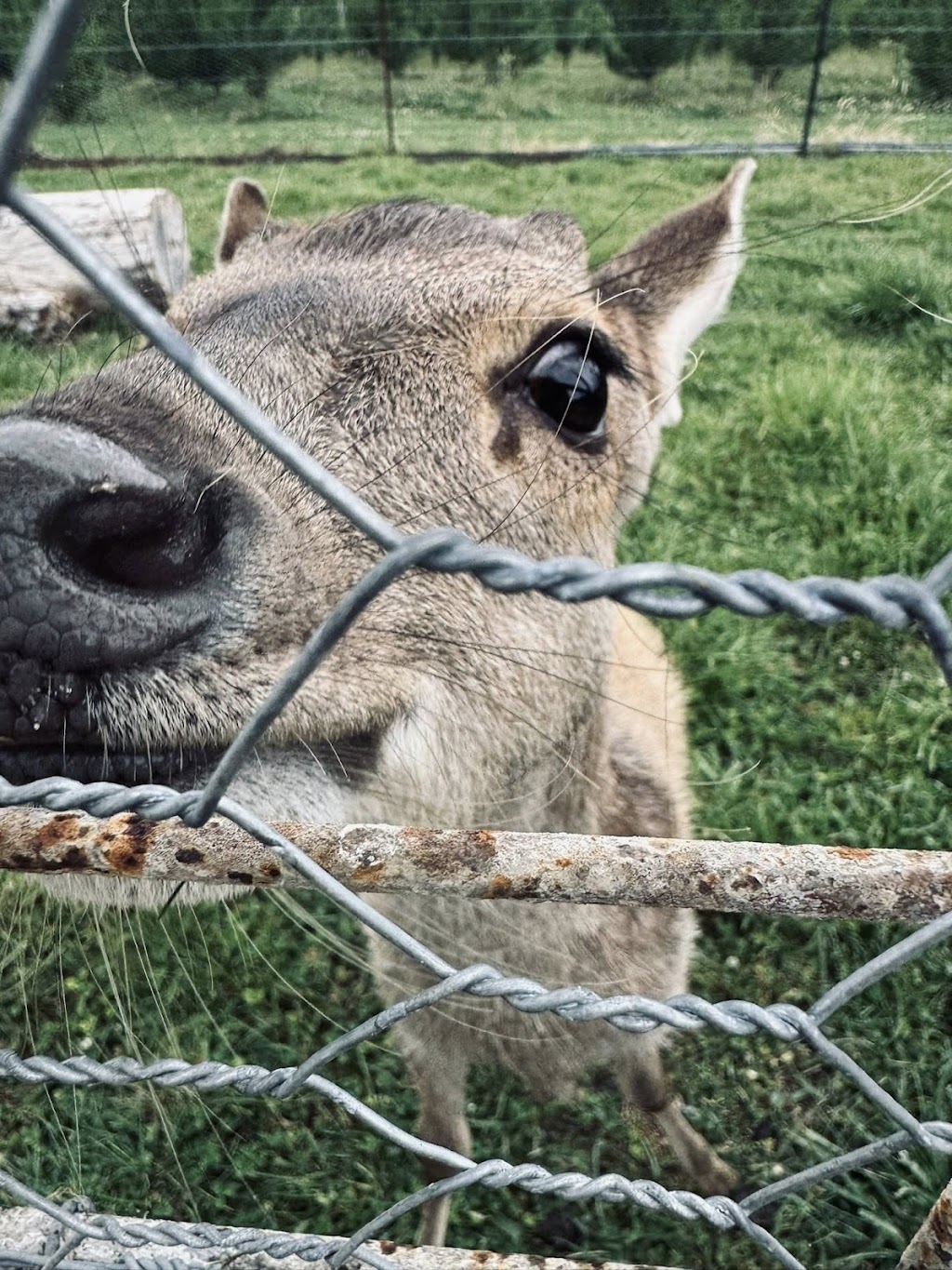 Southern Highlands Santa Shop | 535 Meryla Rd, Manchester Square NSW 2577, Australia | Phone: 0459 790 146