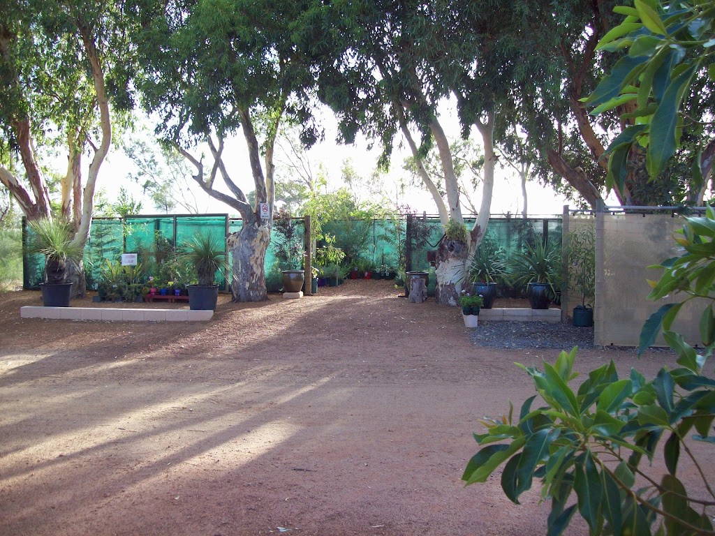 Mooreview Plants and Trees | 6538 Nangetty Rd, Walkaway WA 6528, Australia | Phone: 0497 745 327